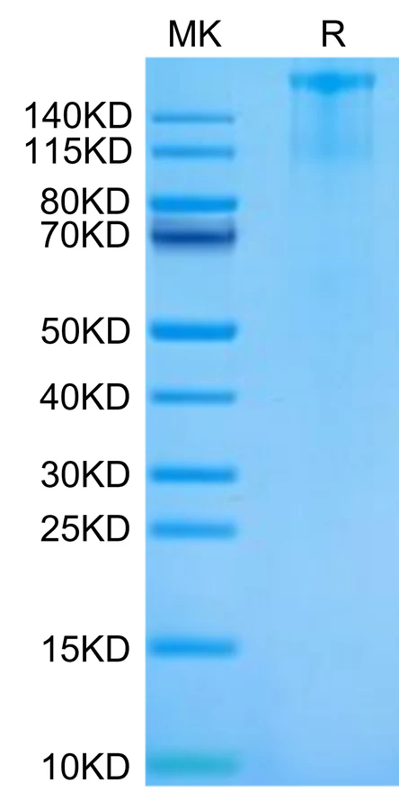 FLT3-CF001 Bis-Tris-PAGE-white result