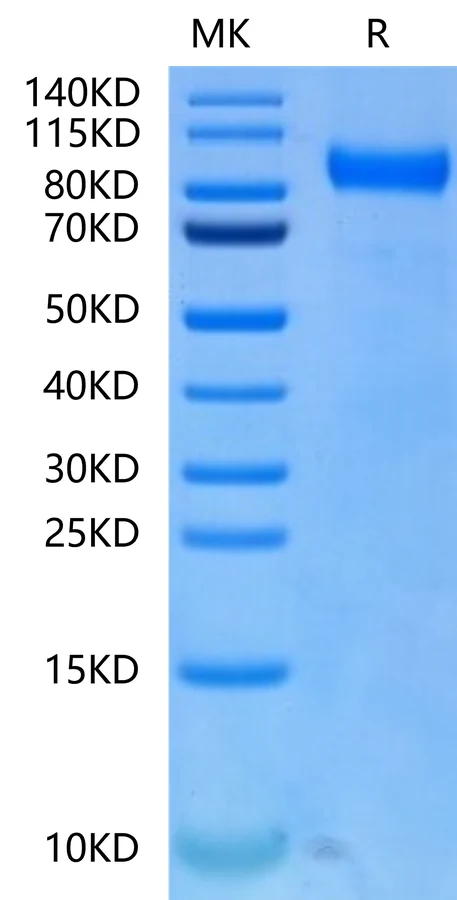 FLT3-HB001 Bis-Tris-PAGE-white result
