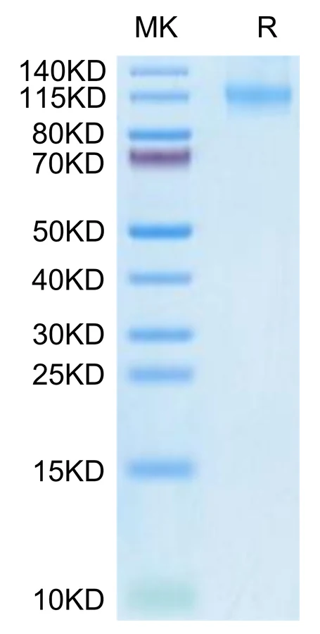 FLT3-HF001 Bis-Tris-PAGE-white result