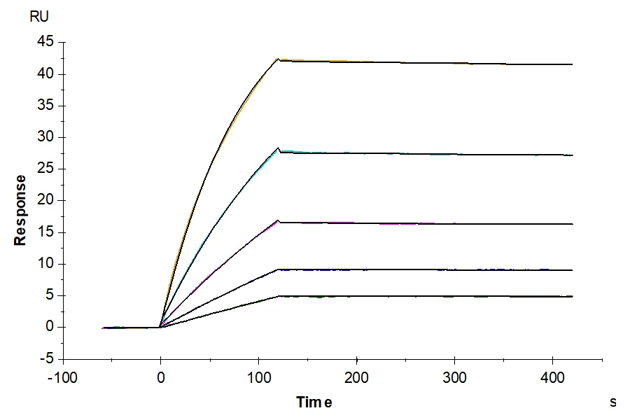 FLT3-HF001 SPR result