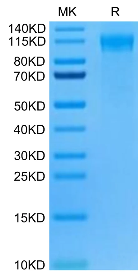 FLT3-MF001 Bis-Tris-PAGE-white result