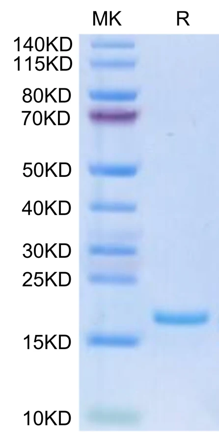 FLT3L-HP001 Bis-Tris-PAGE-white result