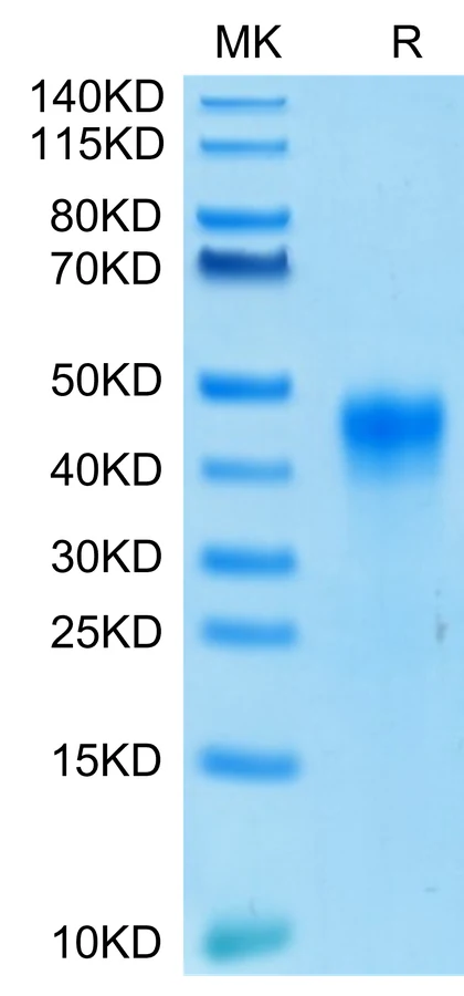 FOLR1-HB005 Bis-Tris-PAGE-white result
