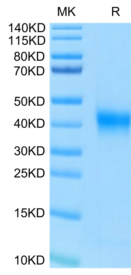 FOLR1-HP001 Bis-Tris-PAGE-white result