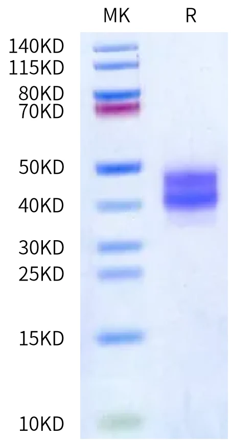 FOLR1-MB002 Bis-Tris-PAGE-white result