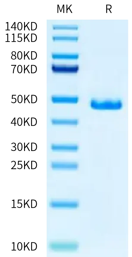 GCSF-HF001 Bis-Tris-PAGE-white result