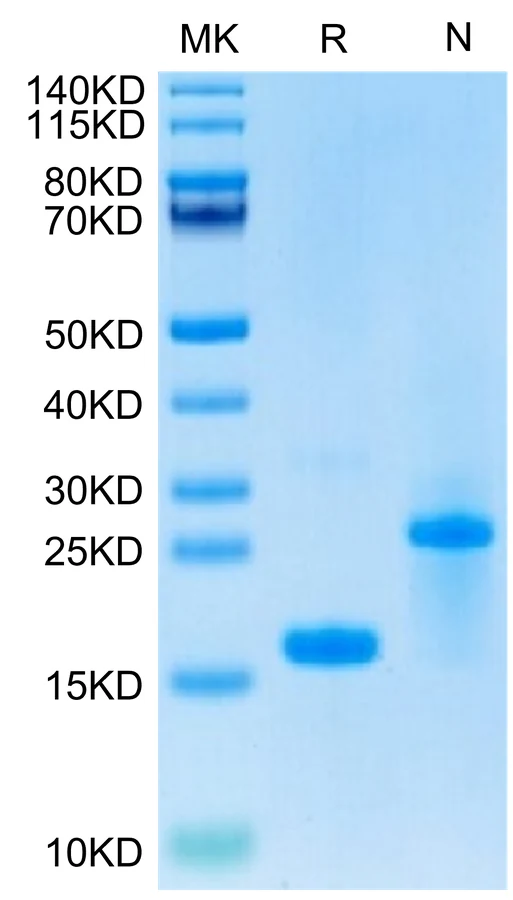 GDF15-HB001 Bis-Tris-PAGE-white result