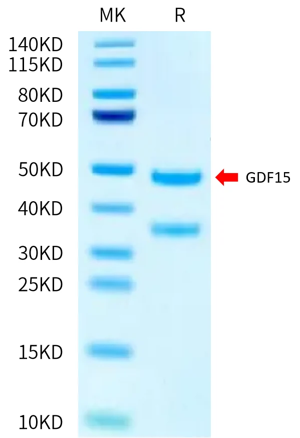 GDF15-HB003 Bis-Tris-PAGE-white result