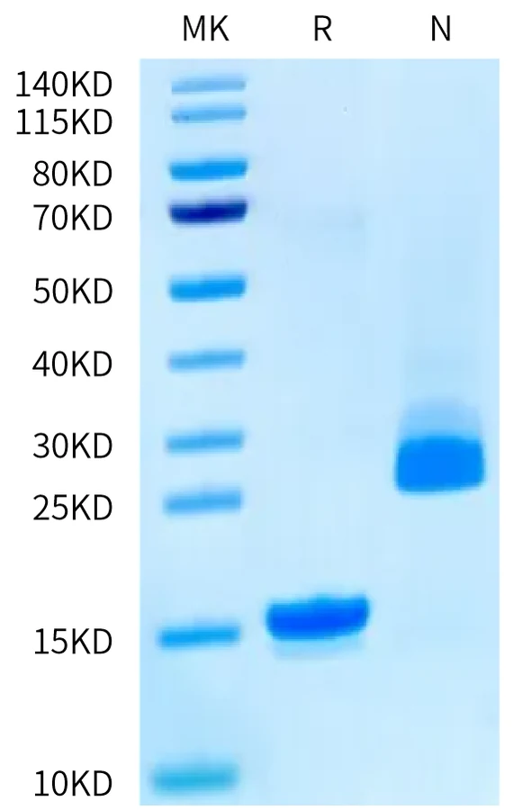 GDF15-RB001 Bis-Tris-PAGE-white result