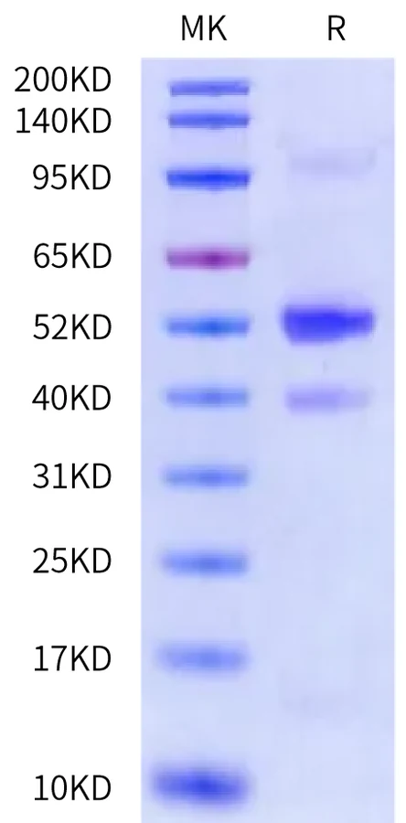 GDF8-CB001 Bis-Tris-PAGE-white result