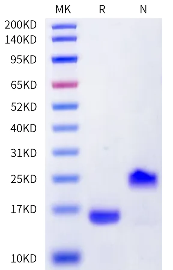 GDF8-HB001 Bis-Tris-PAGE-white result