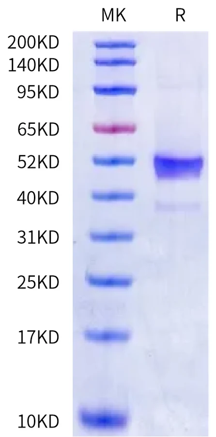 GDF8-HB002 Bis-Tris-PAGE-white result
