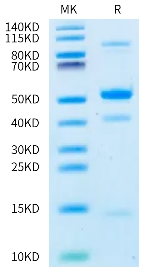 GDF8-HB003 Bis-Tris-PAGE-white result