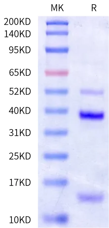 GDF8-HB004 Bis-Tris-PAGE-white result