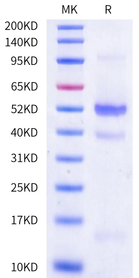 GDF8-MB001 Bis-Tris-PAGE-white result