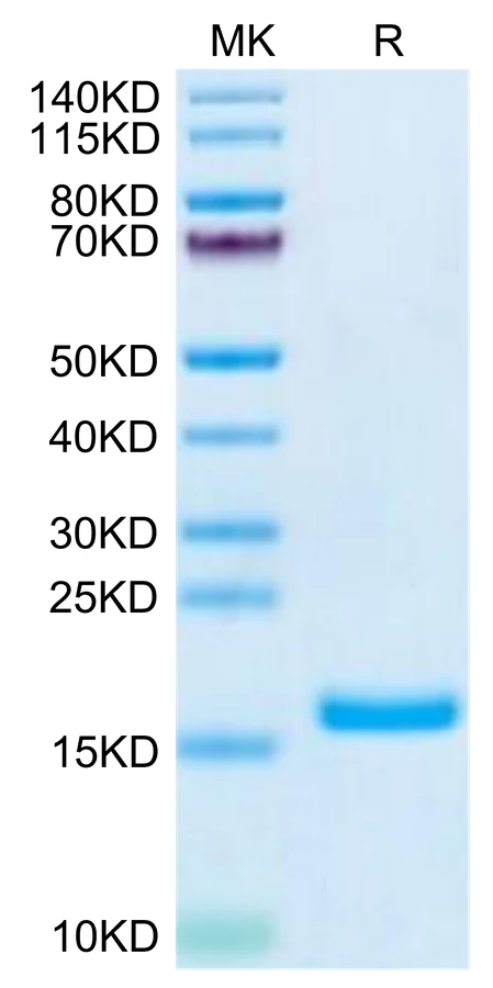 GDNF-HP001 Bis-Tris-PAGE-white result