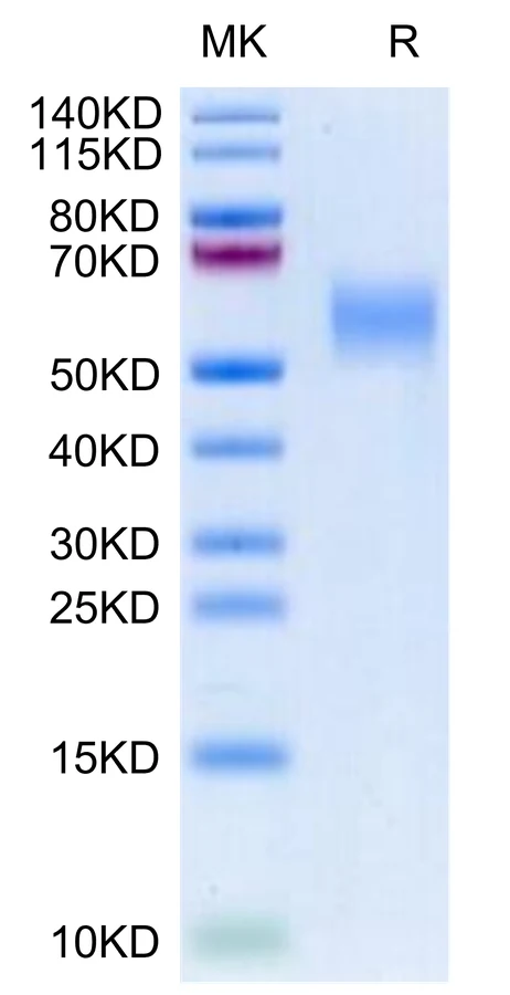GFRAL-CB001 Bis-Tris-PAGE-white result