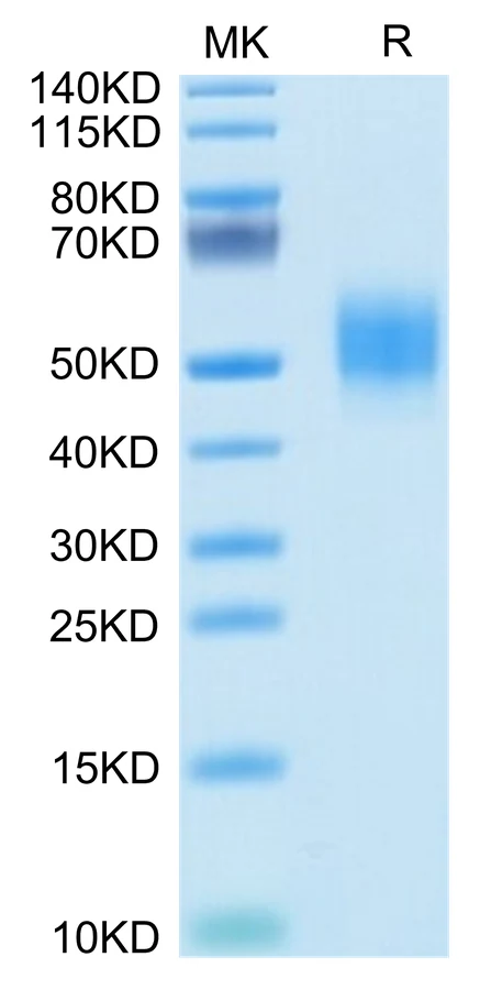 GFRAL-HB001 Bis-Tris-PAGE-white result