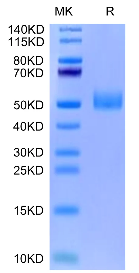 GFRAL-MB001 Bis-Tris-PAGE-white result