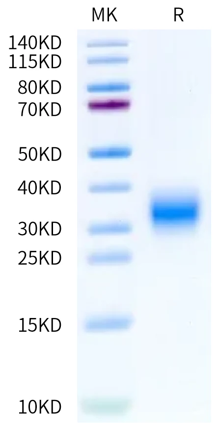 GIPR-HB002 Bis-Tris-PAGE-white result