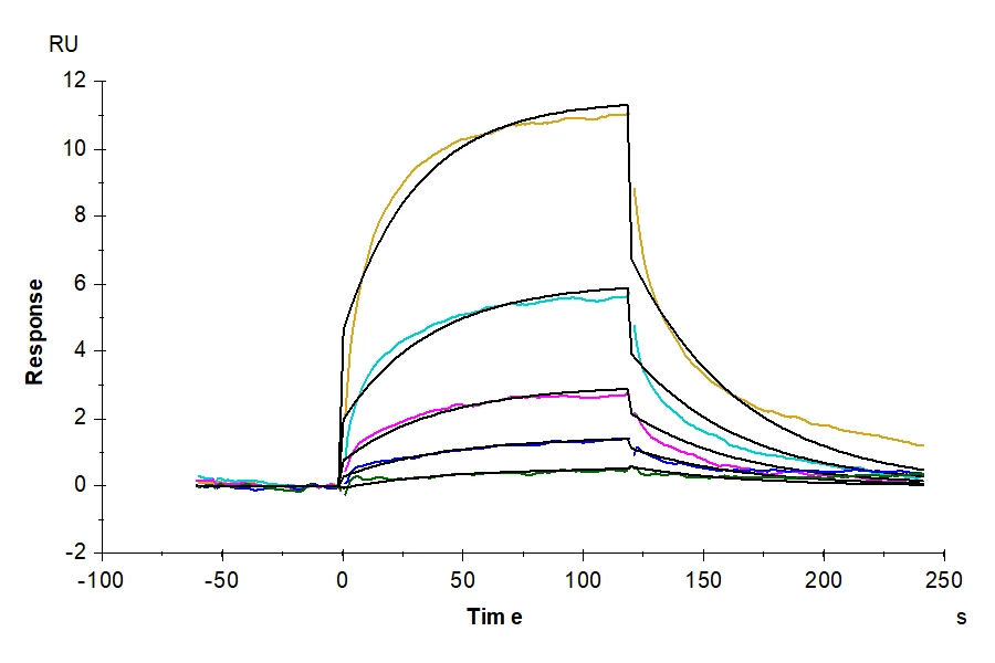 GITR-CP001 SPR result