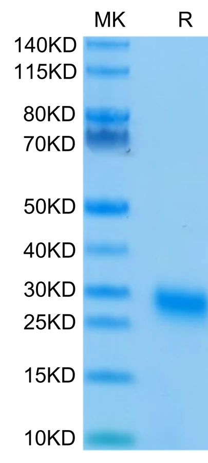 GITR-HP001 Bis-Tris-PAGE-white result