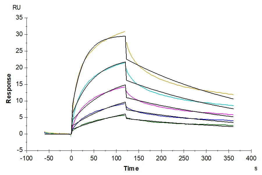 GITR-HP001 SPR result