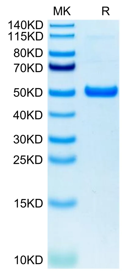 GITR-HP003 Bis-Tris-PAGE-white result