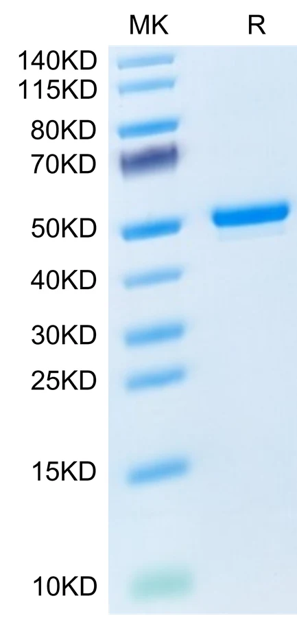 GITR-MF001 Bis-Tris-PAGE-white result
