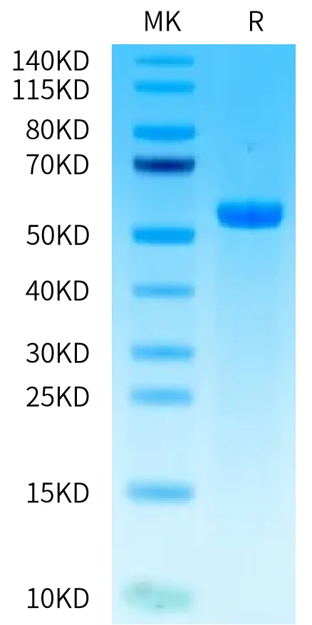 GP100-HB002 Bis-Tris-PAGE-white result