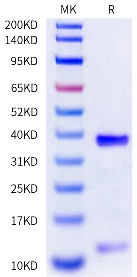 GP100-HB003 Bis-Tris-PAGE-white result