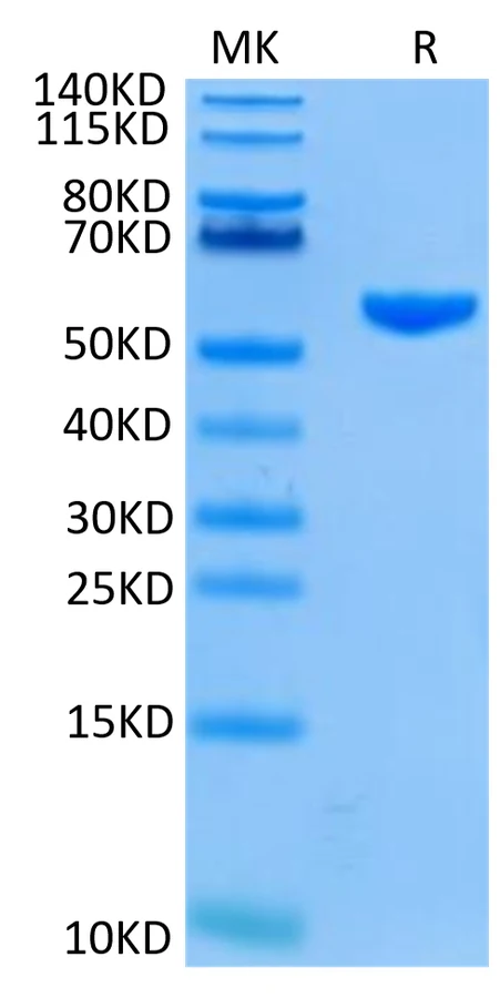 GP100-HP001 Bis-Tris-PAGE-white result