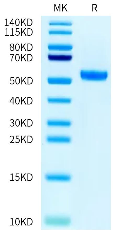 GP100-HP003 Bis-Tris-PAGE-white result