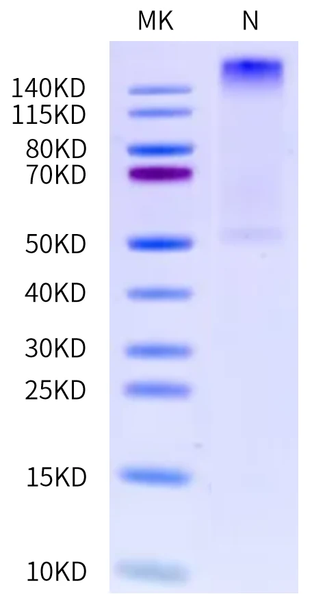 GP100-HP004 Bis-Tris-PAGE-white result