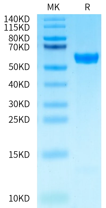 GP100-HP005 Bis-Tris-PAGE-white result
