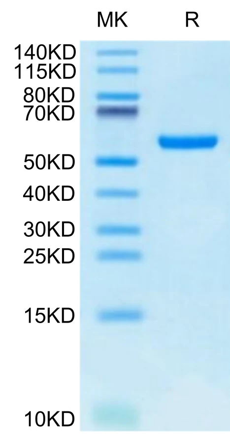 GP100INTRON-HB001 Bis-Tris-PAGE-white result