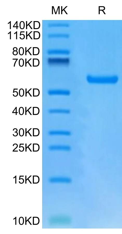 GP100INTRON-HP001 Bis-Tris-PAGE-white result