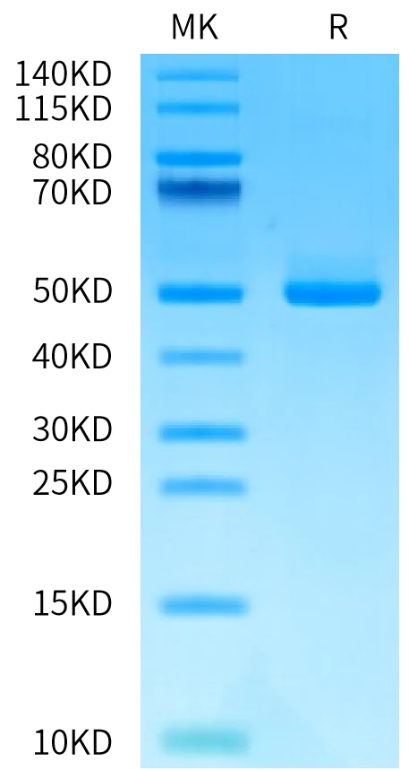 GP1BB-HF001 Bis-Tris-PAGE-white result