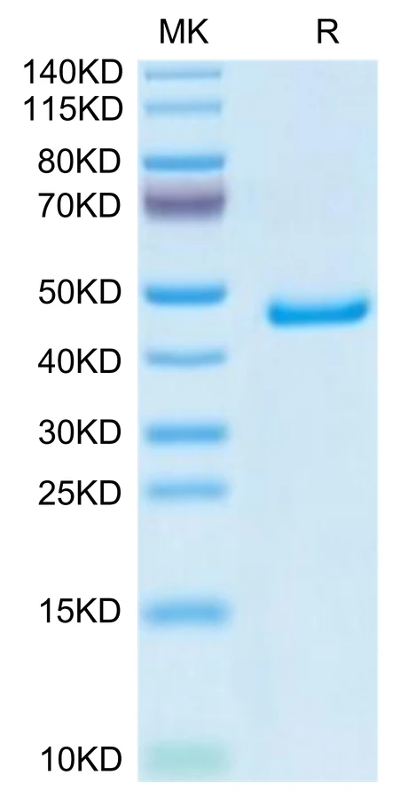 GP1BB-MF001 Bis-Tris-PAGE-white result