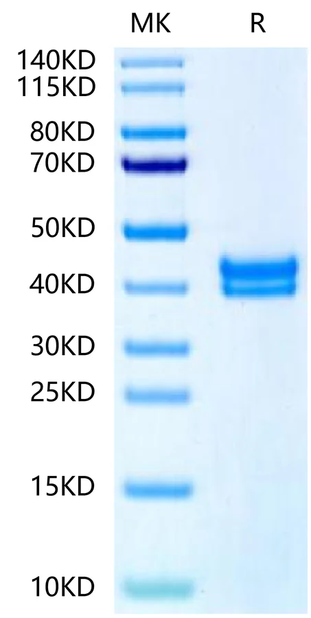 GPA33-HB002 Bis-Tris-PAGE-white result