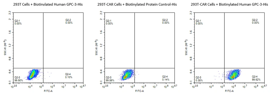 GPC3-HB001 Flow-Cytometry result