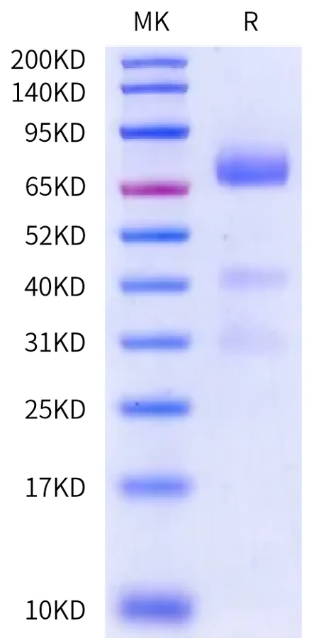 GPC3-HP002 Bis-Tris-PAGE-white result