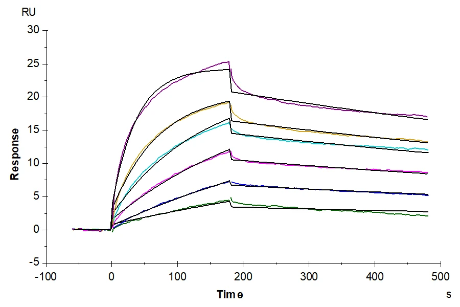 GPRC5D-HB003 SPR result