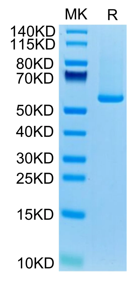 GUCY2C-HB001 Bis-Tris-PAGE-white result