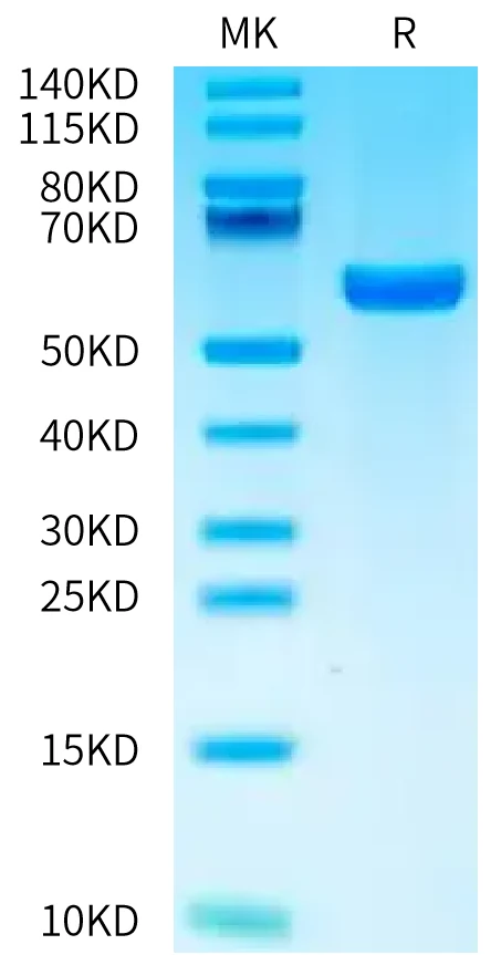 H2KB-HB002 Bis-Tris-PAGE-white result
