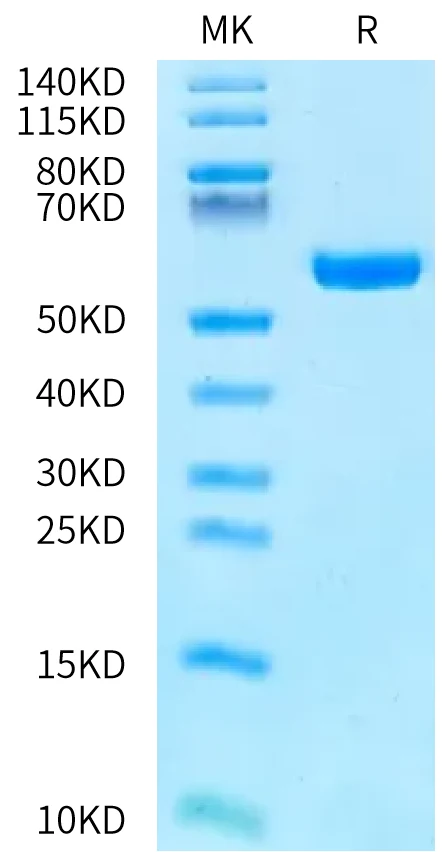 H2KB-HB003 Bis-Tris-PAGE-white result
