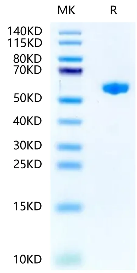 H2KB-HP001 Bis-Tris-PAGE-white result