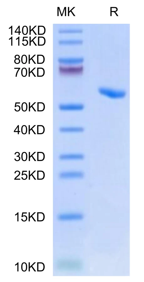 HBV-HP002 Bis-Tris-PAGE-white result