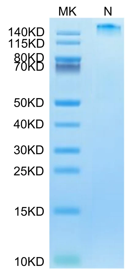 HBV-HP003 Bis-Tris-PAGE-white result