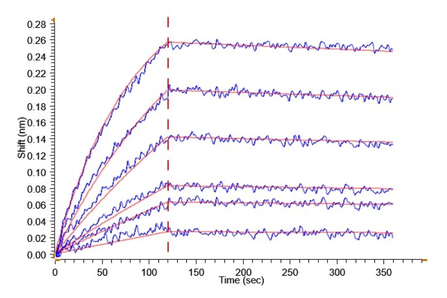 HER2-HP001 BLI result